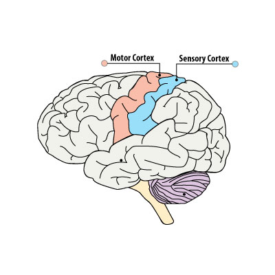SMA Brain Diagram